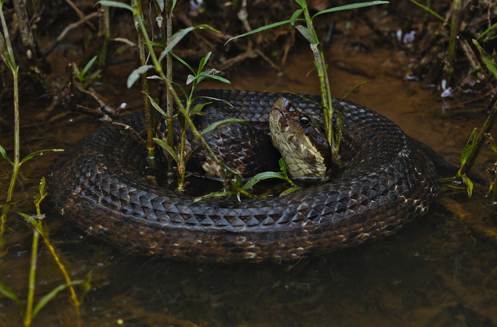 Cottonmouth Myths and Realities