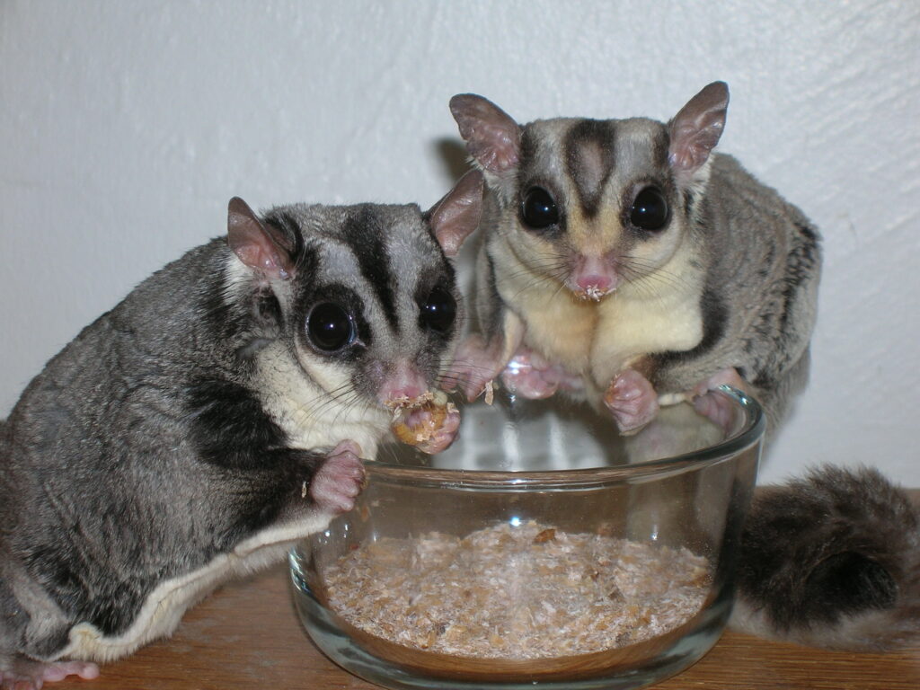 Sugar Gliders eating together