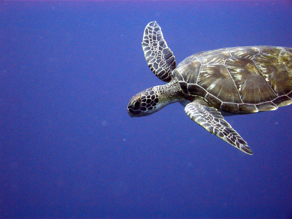 Sea Turtles: Marine Ecosystem Balancers