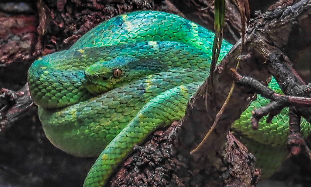 Green Viper