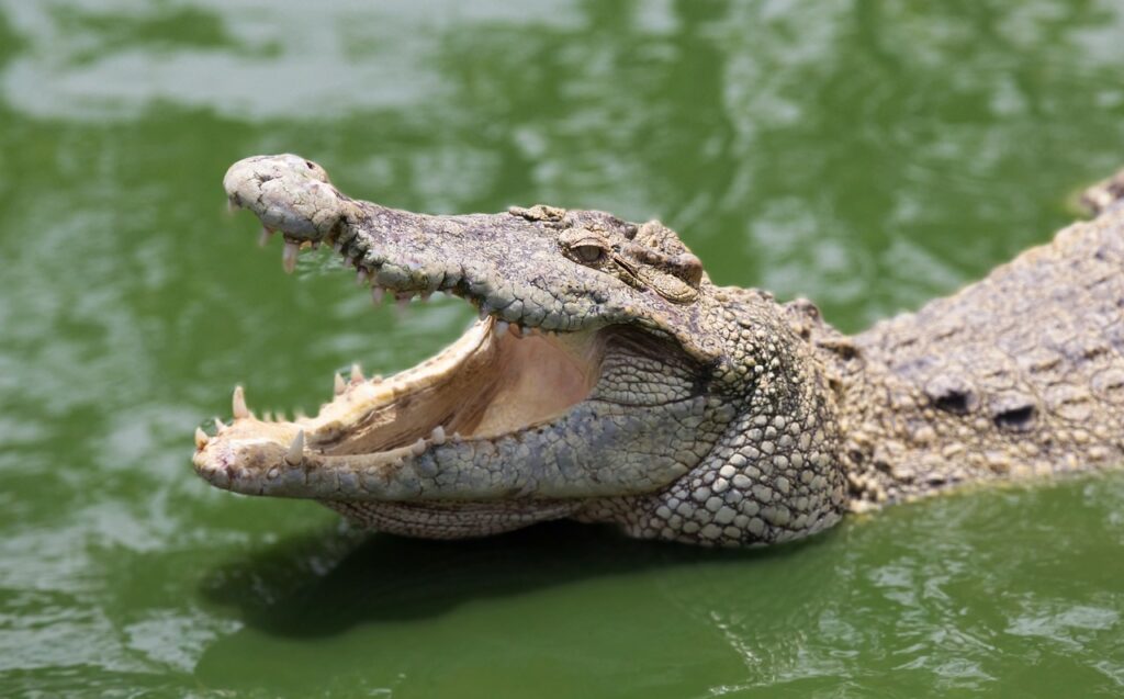 crocodile, wild animal, nature, reptile, animal