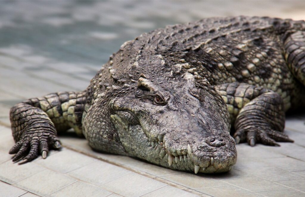 animal, crocodile, reptile, predator, nature, wildlife, crocodile, crocodile, crocodile, crocodile, crocodile