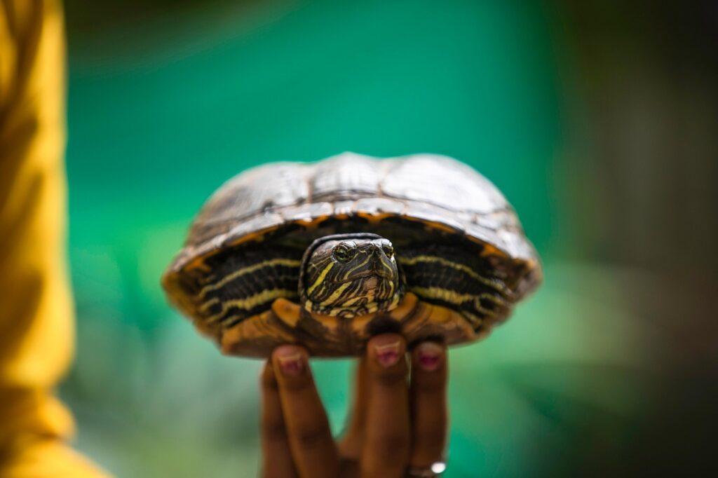 turtle, nature, reptile, baby turtle, sea turtle, pet, animal