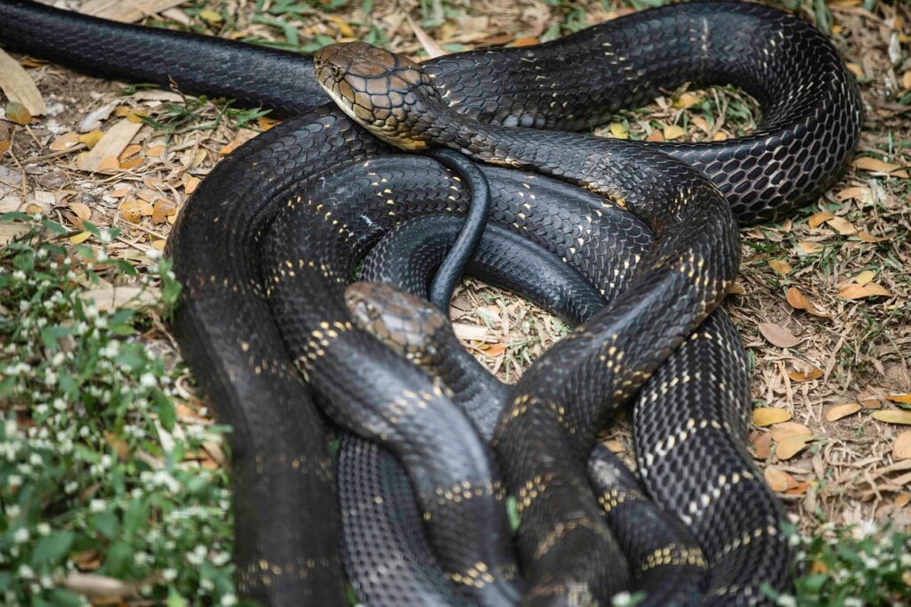 9. They Exhibit Complex Territorial and Social Behaviors