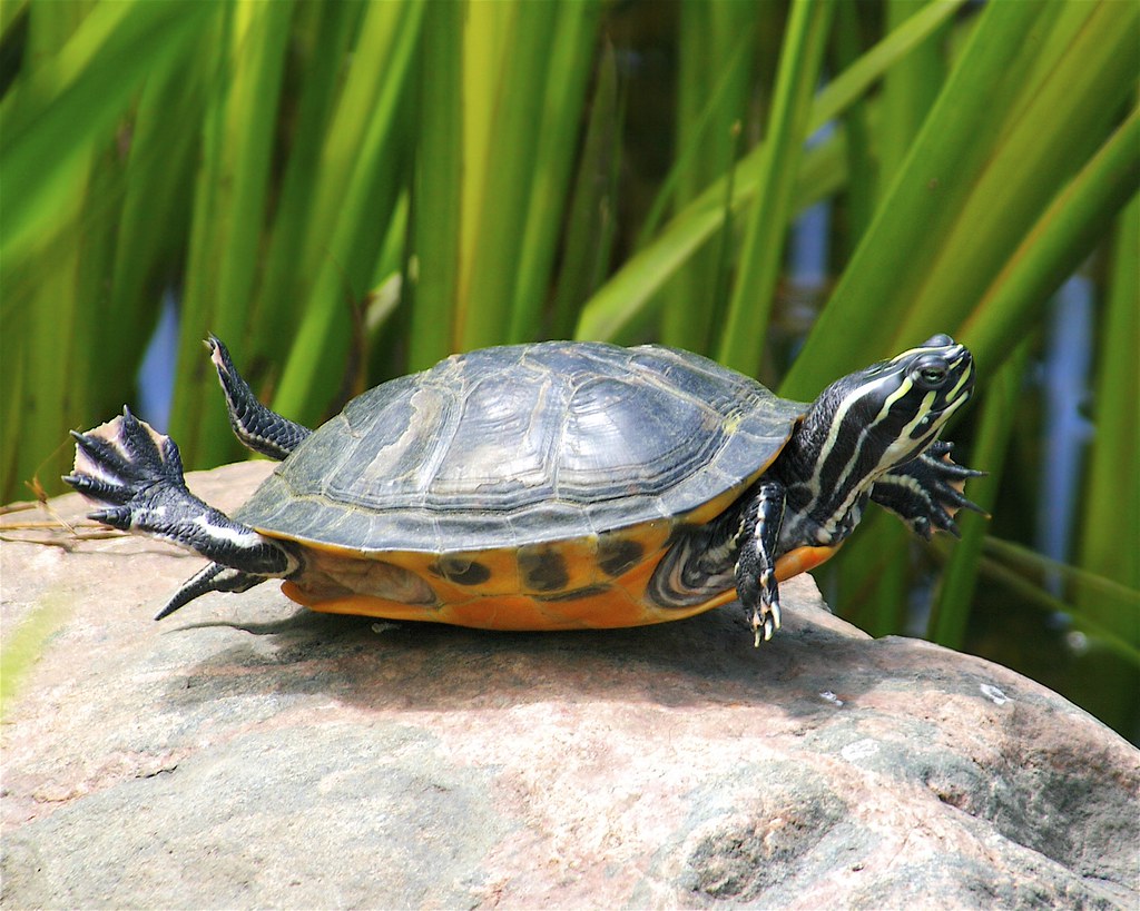 Drying Off to Fight Shell Infections