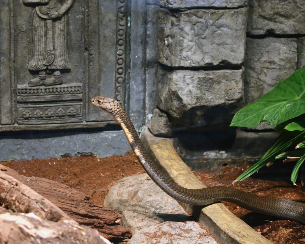 12. King Cobras Have Cultural and Historical Significance
