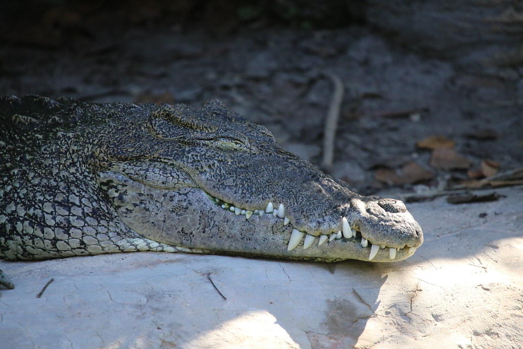 Cuban crocodile basking in the sun