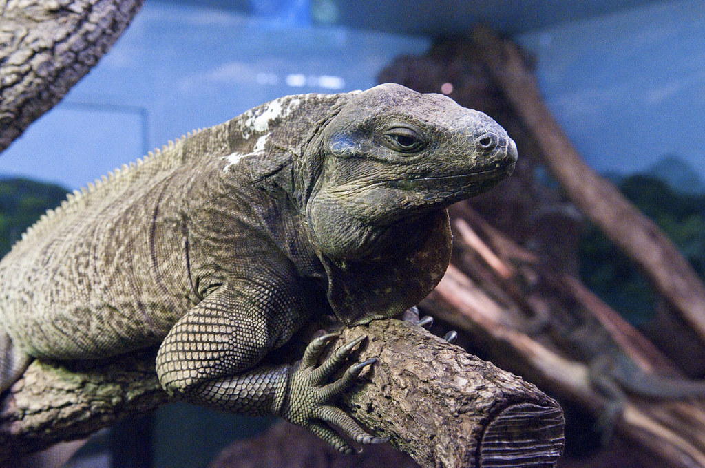 Monitor Lizard Handling Challenges