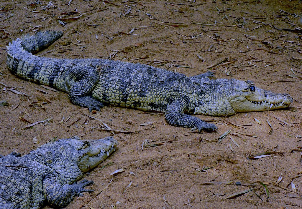 Conclusion: Conservation Breeding as a Vital Safeguard