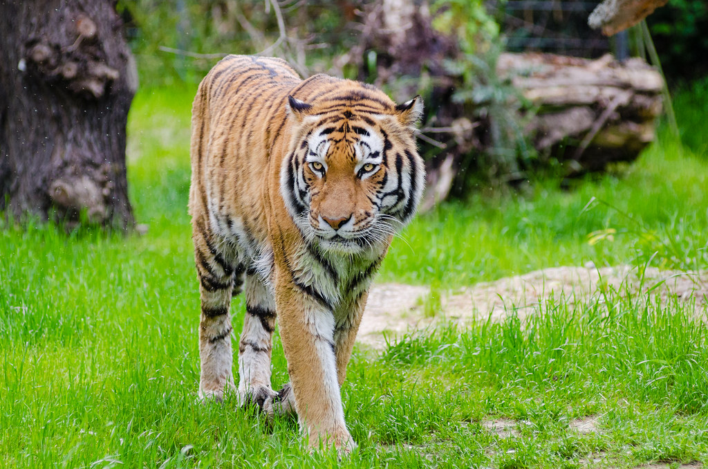 Animal Welfare Concerns