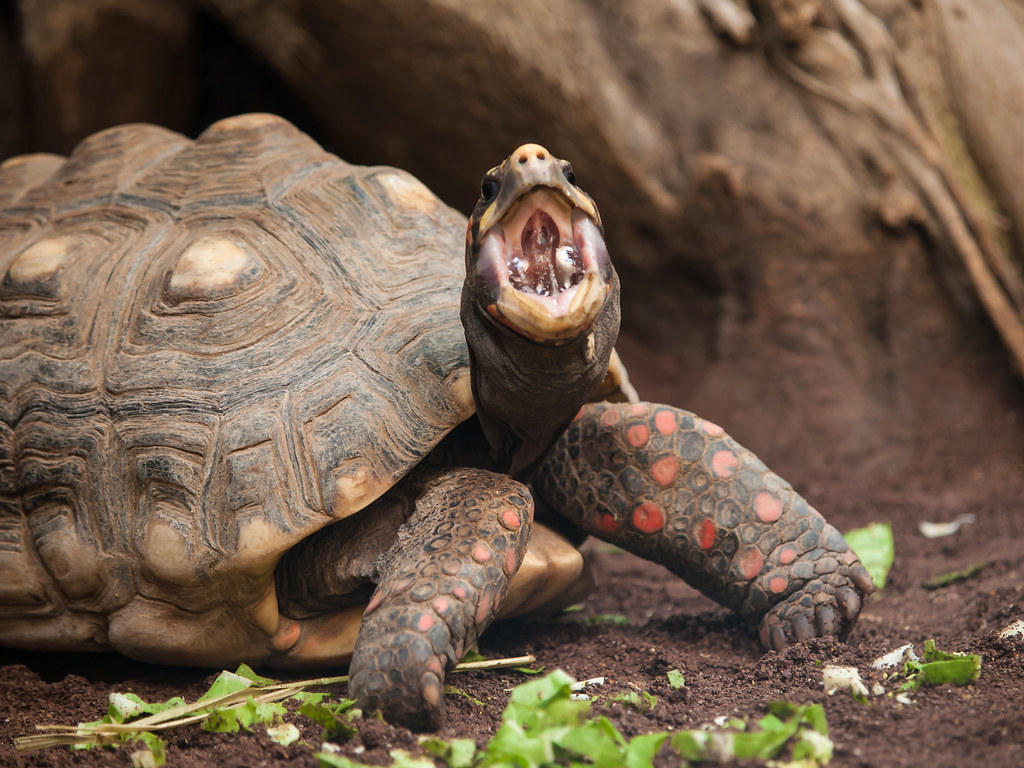 Tortoise with its mouth open