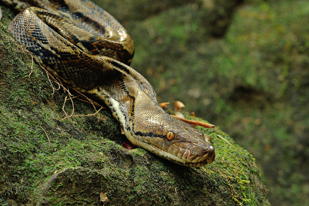 Reticulated Python, Python reticulatus in situ close-up in Khao Yai national park