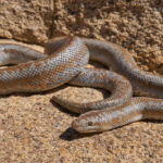 Rosy Boa: The Desert Jewel