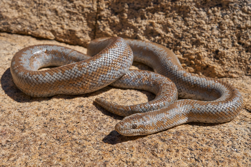 Rosy Boa: The Desert Jewel