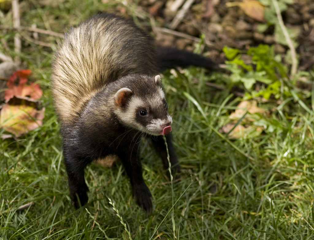 The Famous Ferret "War Dance" and Other Behaviors