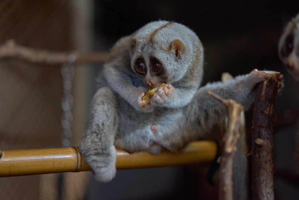 Slow Lorises: The Poisonous Primates