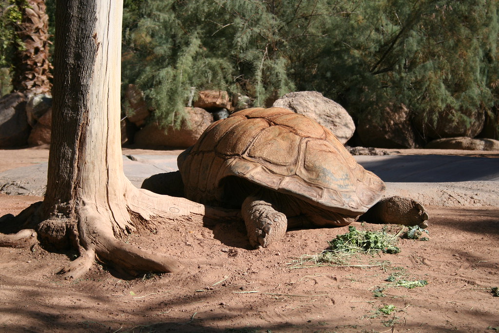 The Biggest Oldest Tortoise I've Ever Seen