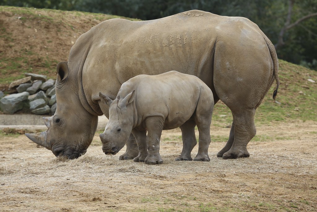 The Revival of the Southern White Rhinoceros