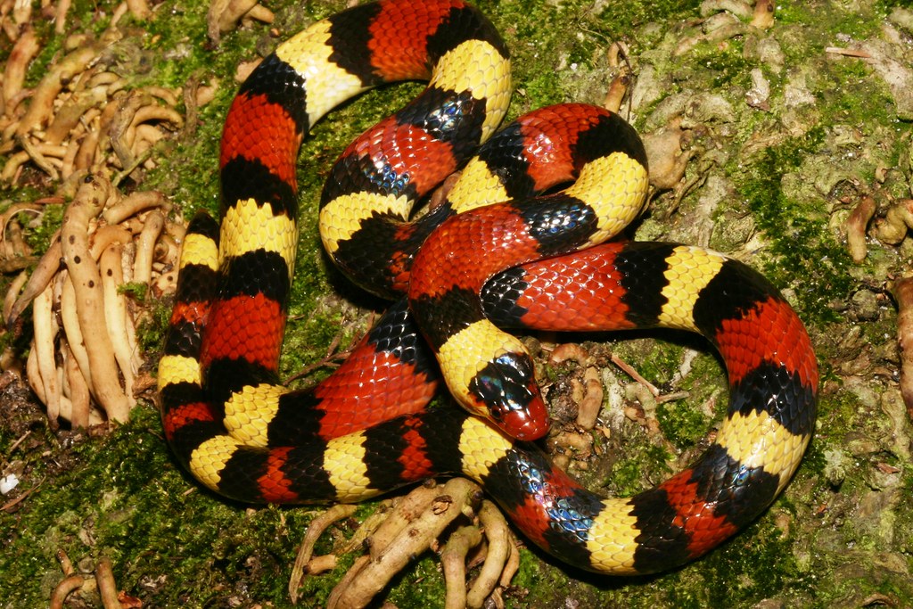 The Scarlet Kingsnake: Perfect Coral Snake Mimic