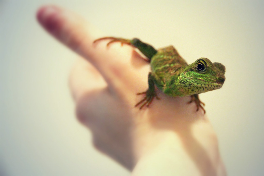 Behavioral Characteristics and Temperament