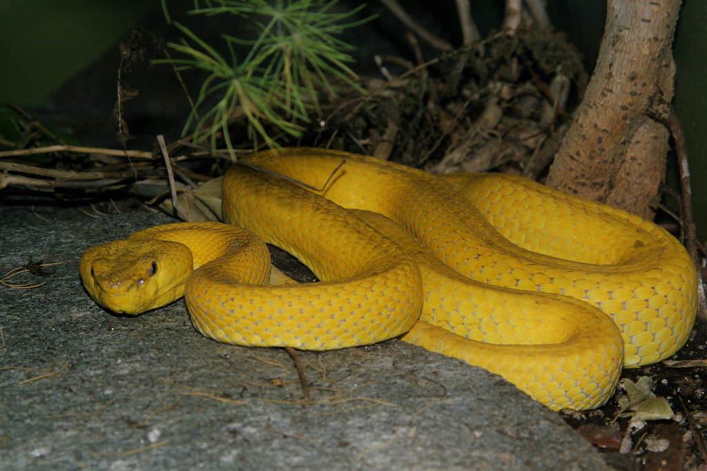 Evolutionary Resilience and Adaptability