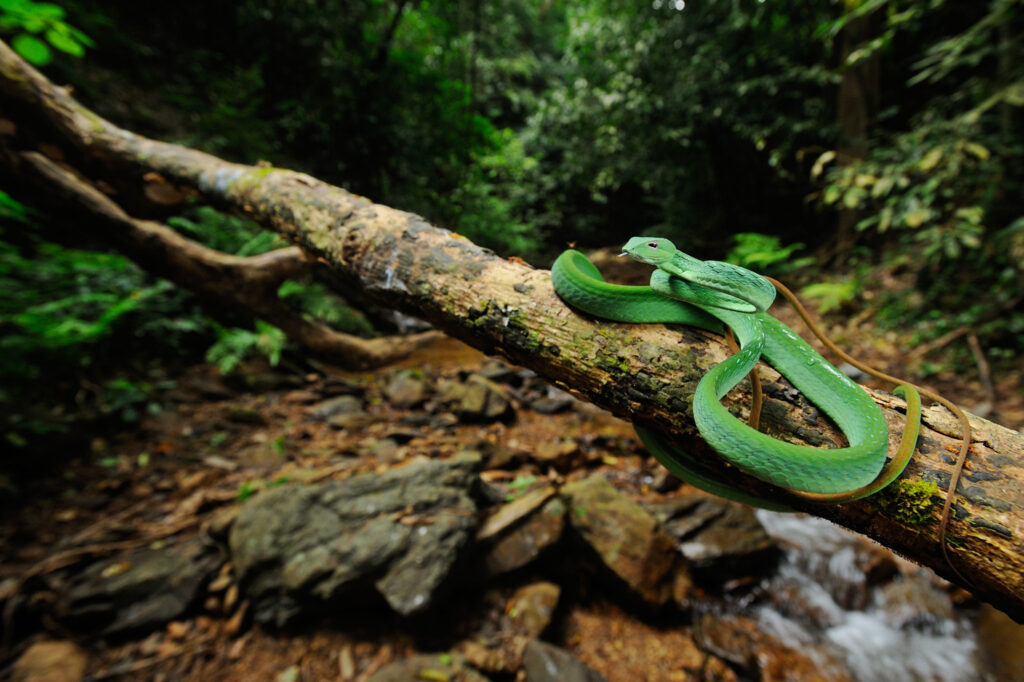 Why the U.S. Has Such a Wide Range of Snake Species
