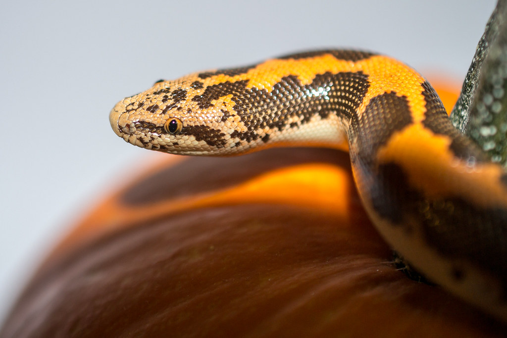 Physical Characteristics and Identification