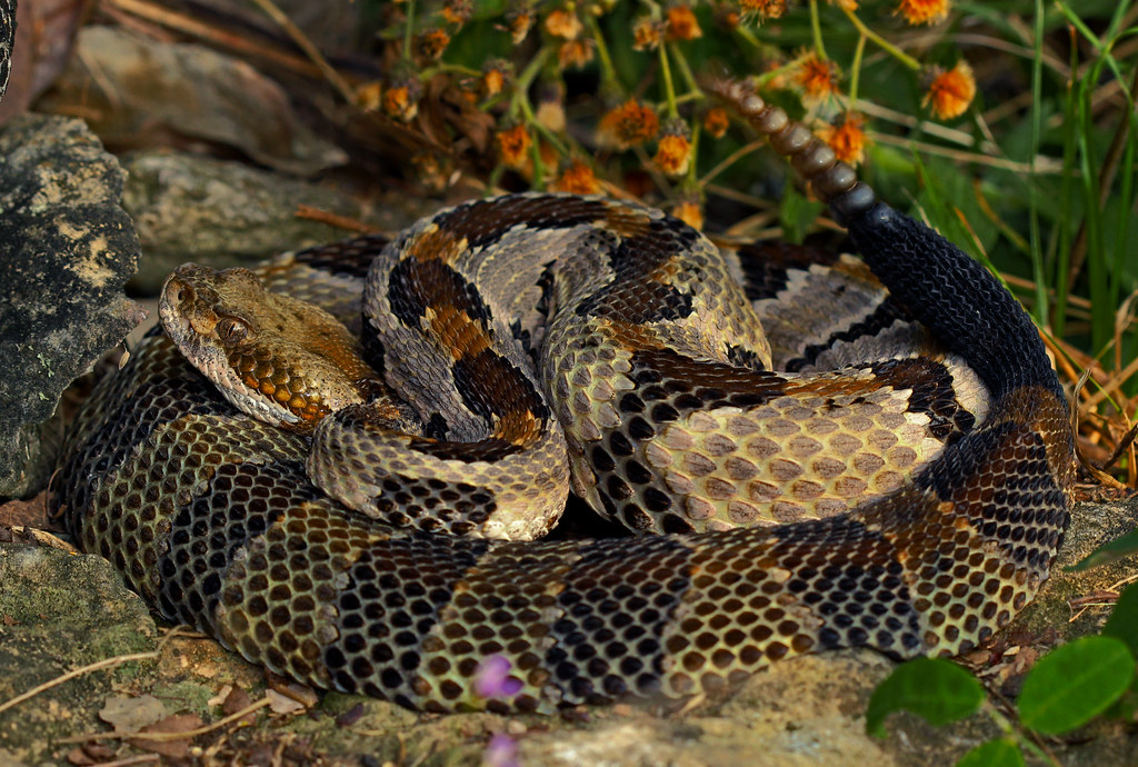 Venomous Snakes: Medical Treasure Troves on the Brink