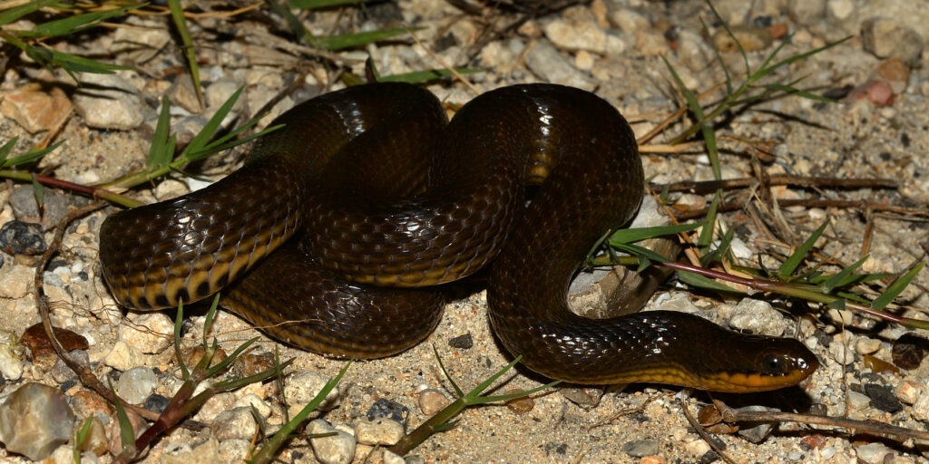 Glossy Swampsnake (Liodytes rigida), Chambers Co., TX, 27 June 2015