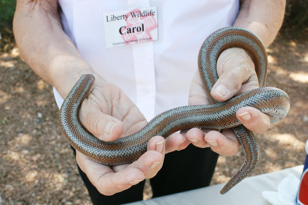 rosy boa held by owner