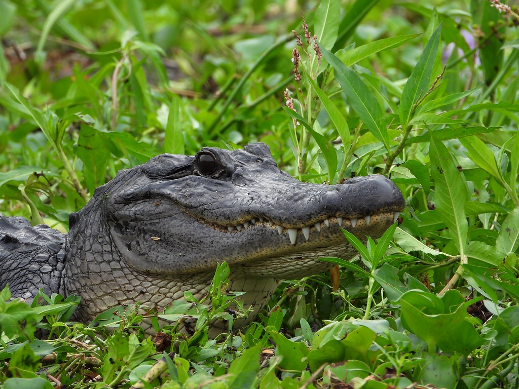 Louisiana's Alligator Country