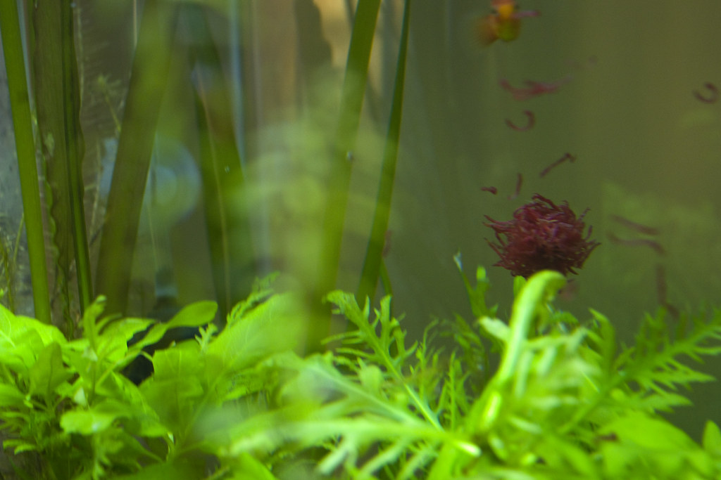 Platy and bloodworms