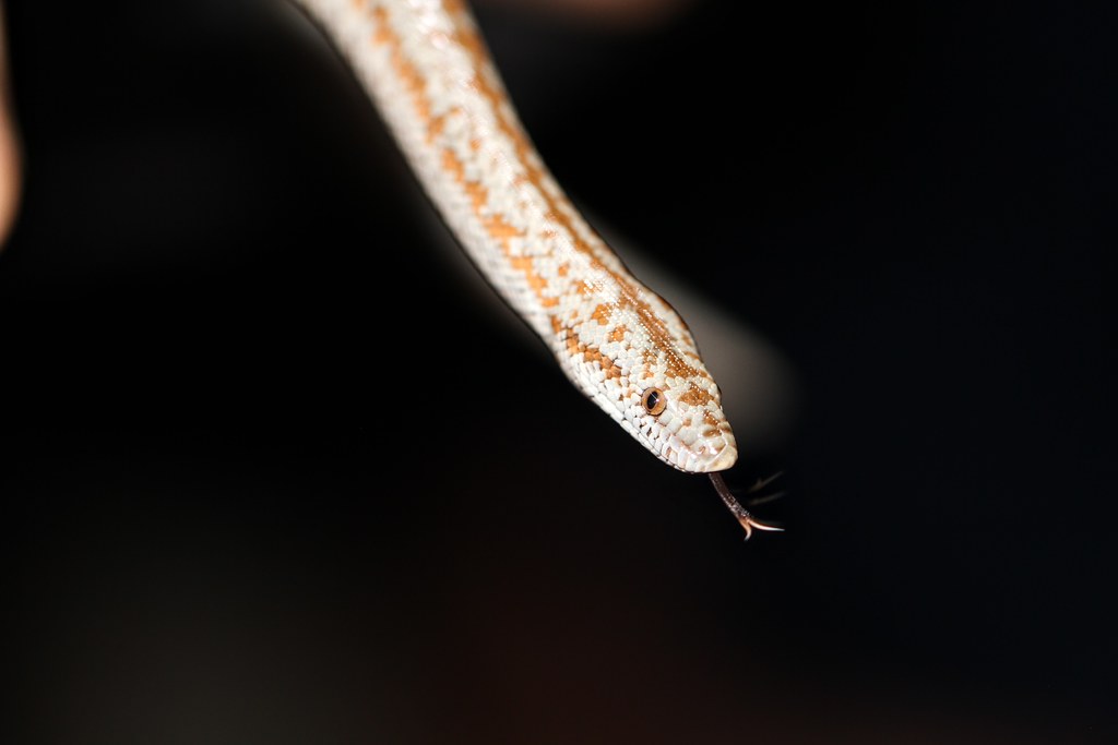 rosy boa with a black background