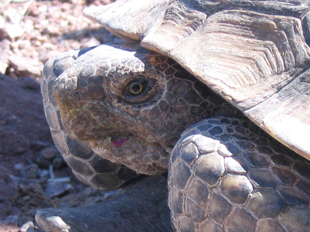 Mojave Desert Tortoise (Gopherus agassizii)