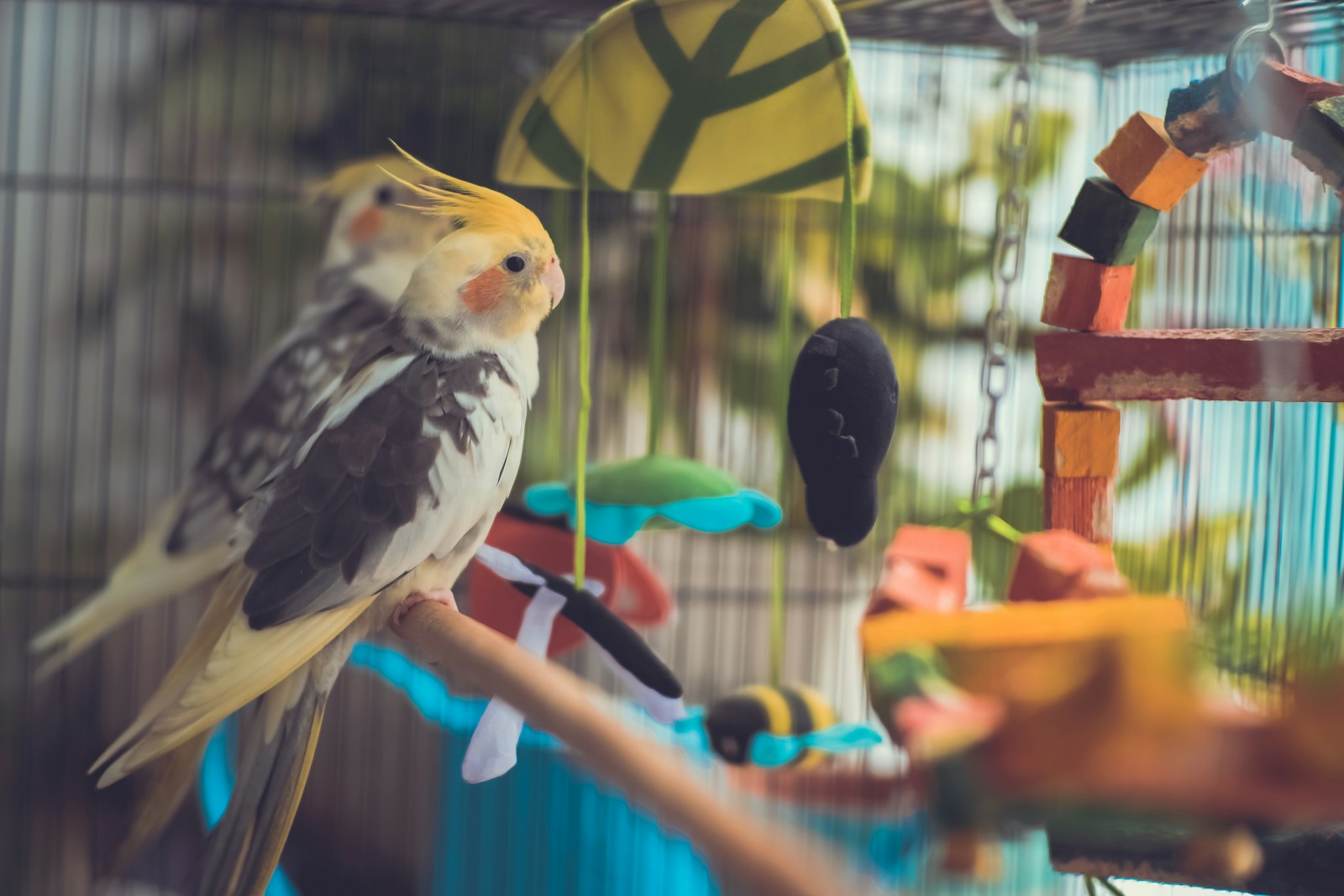 Essential Cage Furnishings vs. Clutter