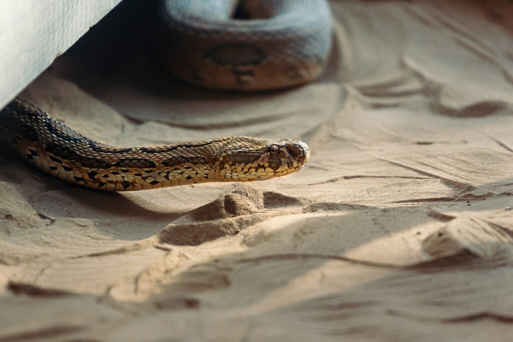 Identifying the Snake Safely