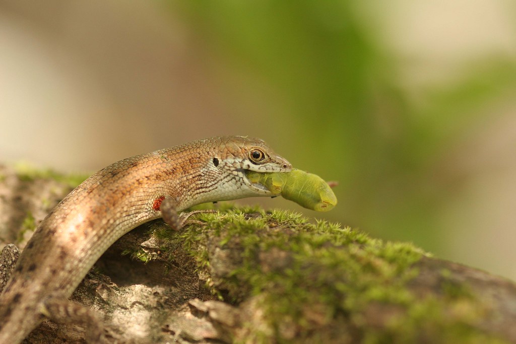 Natural Pest Control Without Chemicals