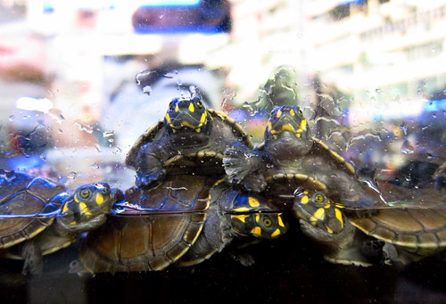 Skipping Quarantine Procedures