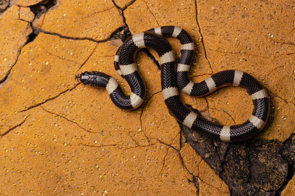 The Long-nosed Snake: Tricolor Trickster