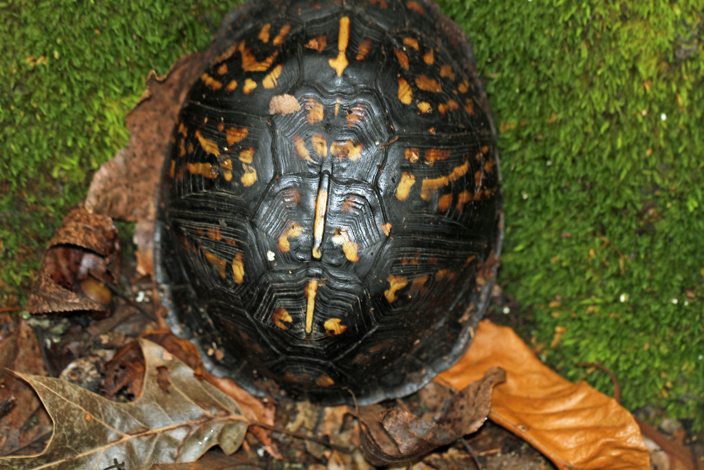 Eastern Box Turtle