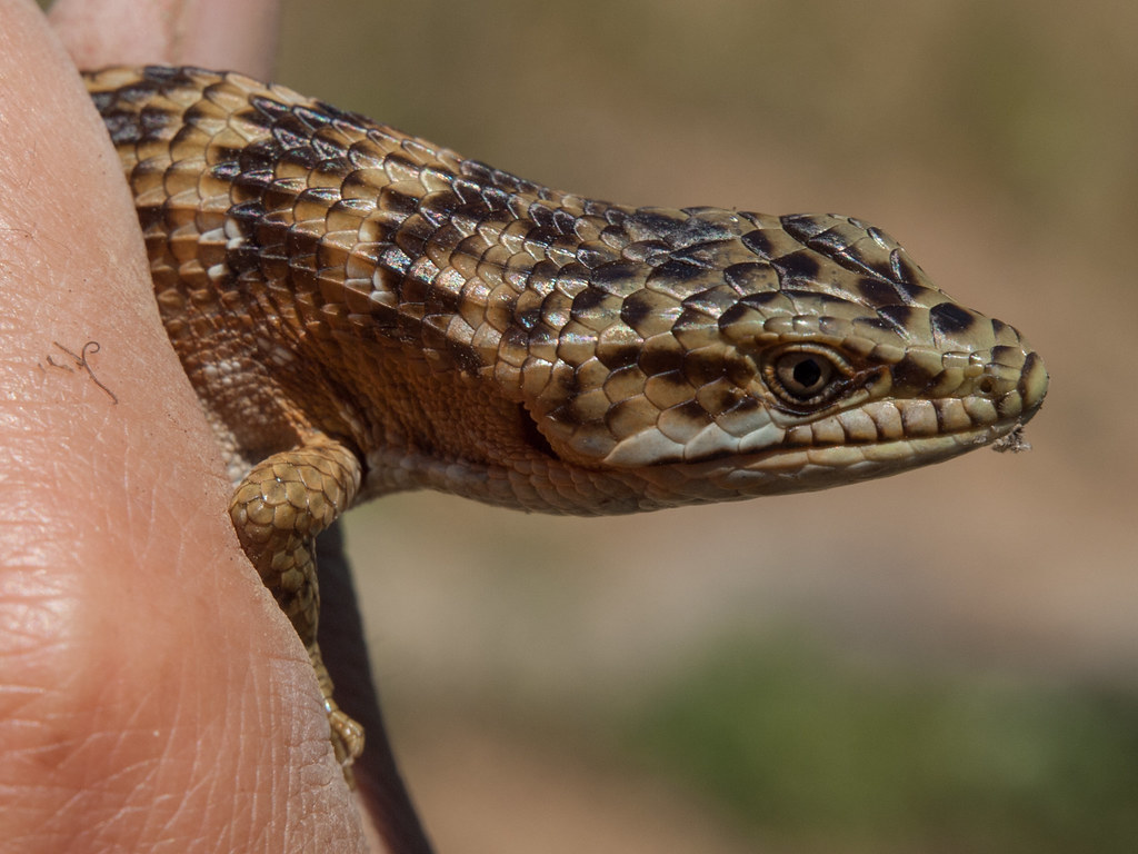 Southern Alligaator Lizard (Elgaria multicarinata)