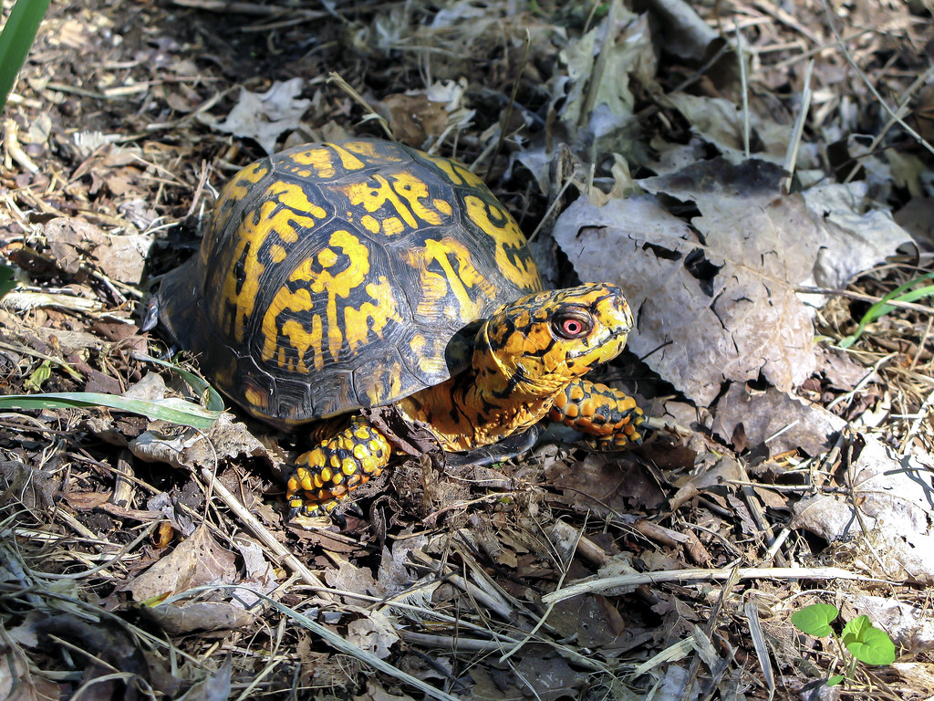 Eastern box turtle (Terrapene carolina carolina)