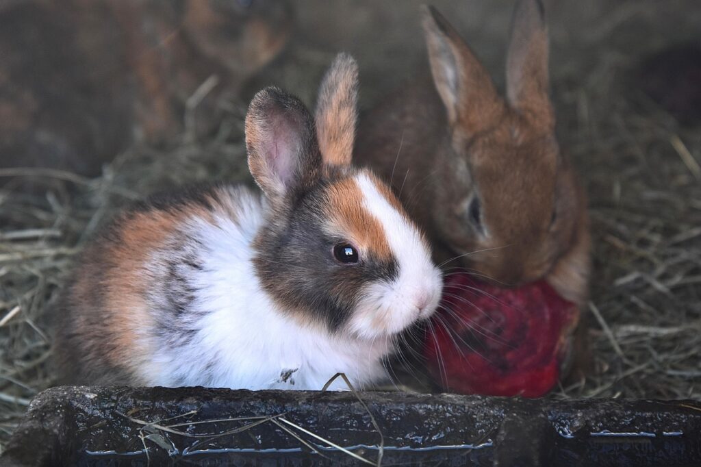 rabbit, rodent, domestic rabbit, farmer rabbit, herbivorous, rabbit, rabbit, rabbit, rabbit, rabbit