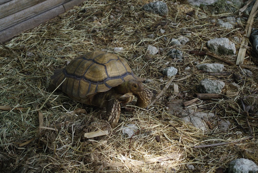 Ziggy, pet tortoise at the Gulf View Waterfront Resort