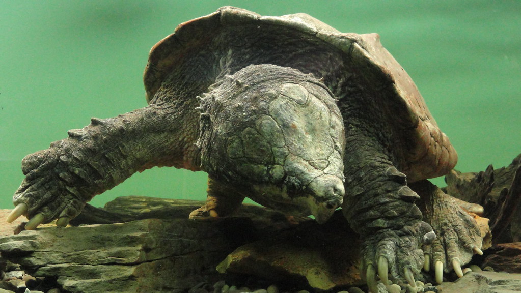 Alligator Snapping Turtle 1