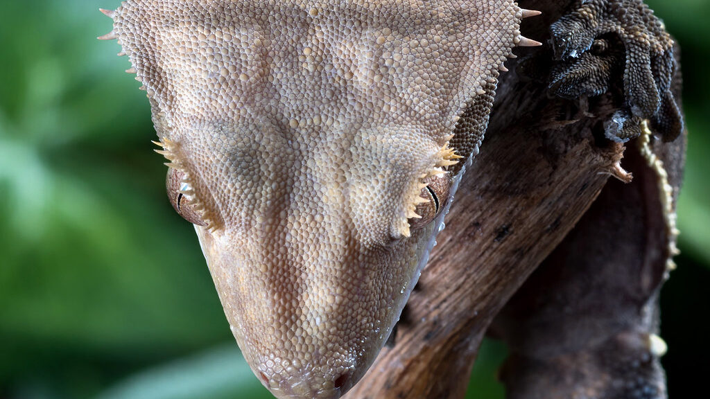 Crested gecko