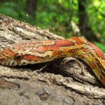 Corn Snakes Are Temperature-Dependent Gender Determinists