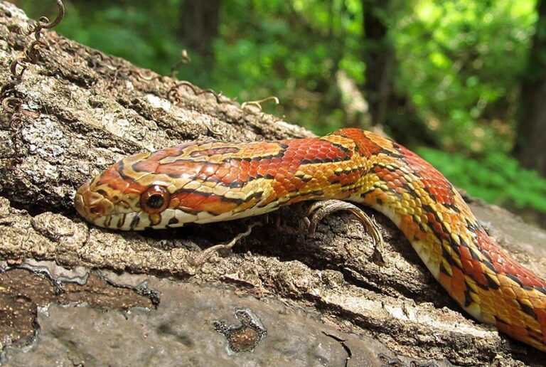 12 Fascinating Facts About the Corn Snake You Didn’t Know