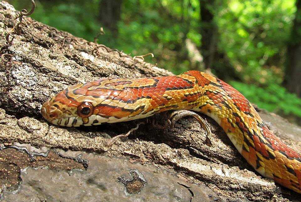Corn Snakes Are Temperature-Dependent Gender Determinists