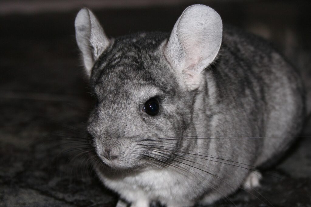 chinchilla, domestic animal, rodent, chinchilla, chinchilla, chinchilla, chinchilla, chinchilla